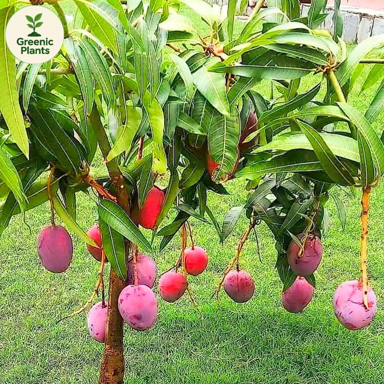 Fruit Tree